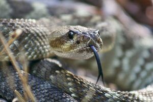Rattlesnakes can be slithering on trails and yards near you